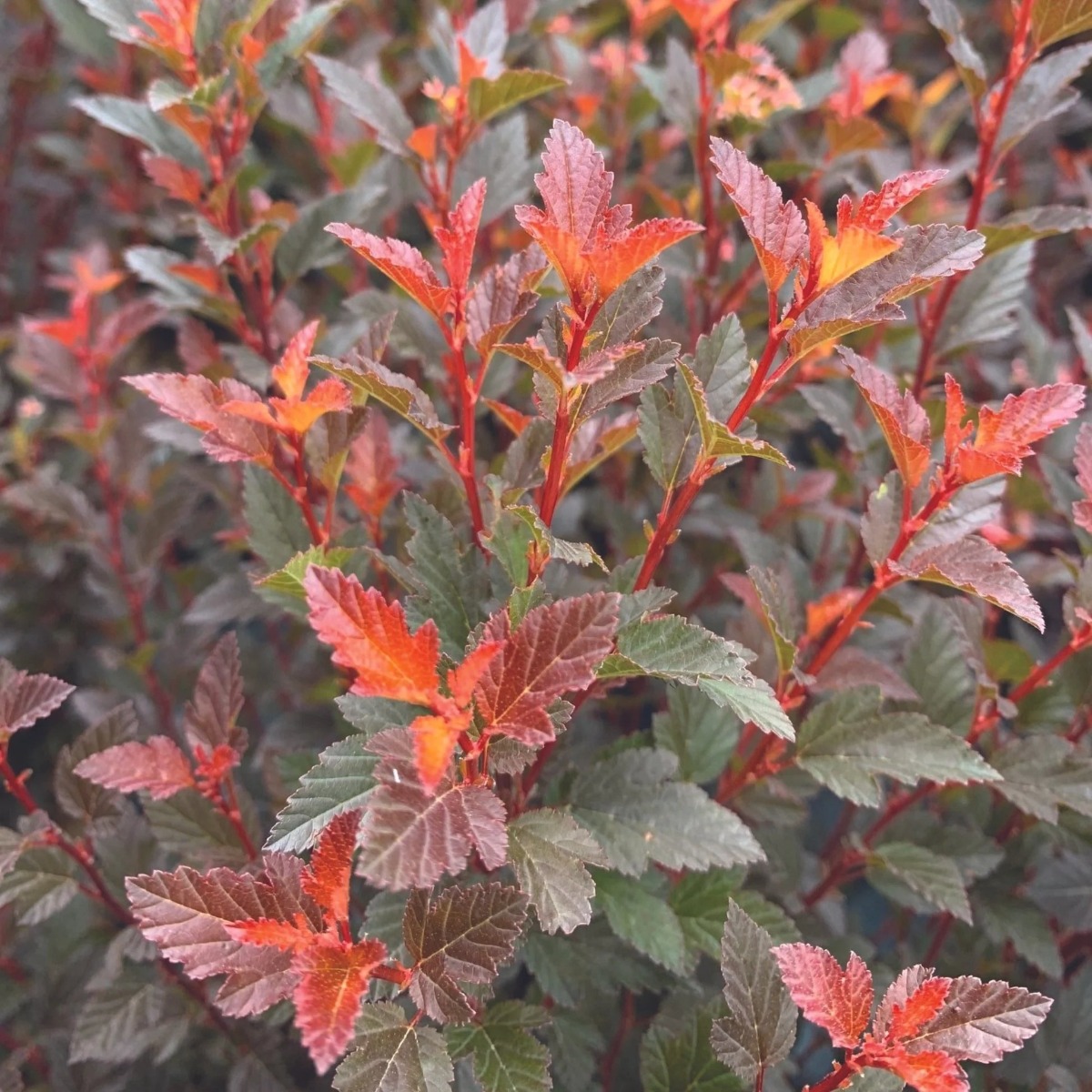 Patio Cherry Trees UK Best Patio Cherry Tree Pot Growing & Care