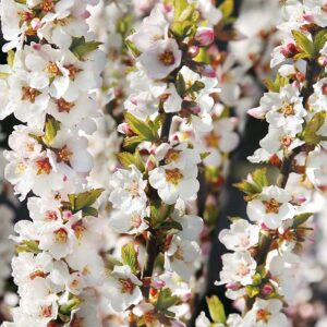 Prunus Tomentosa