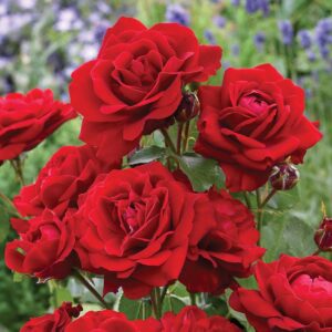 Rose Lili Marlene - Floribunda