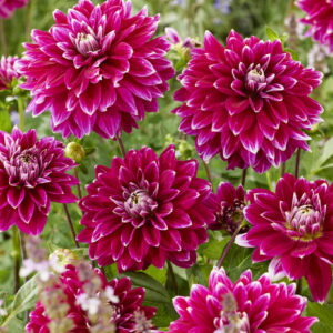 SPECIAL DEAL - Dahlia Maldini