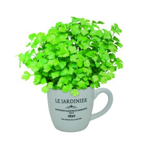 SPECIAL DEAL - Giant Gardeners Mug Grow Your Own Parsley Planter - Perfect Gift!