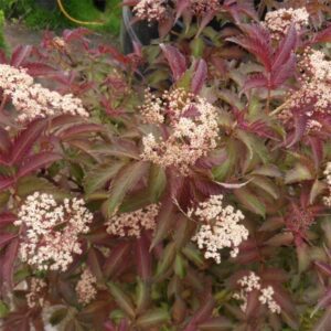 Sambucus nigra Cherry Lace