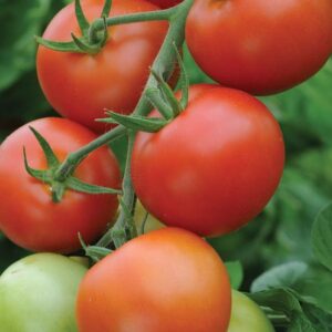 Tomato Plant Moneymaker