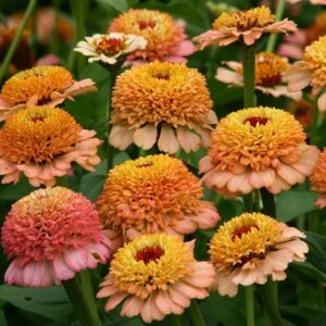 Zinnia elegans Zinderella Peach