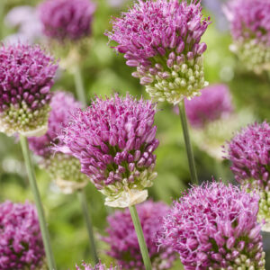 Allium Ostara