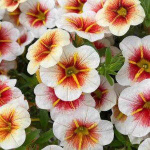 Calibrachoa Mini Petunia - Cappuccino