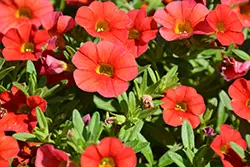 Calibrachoa Mini Petunia - Scarlet
