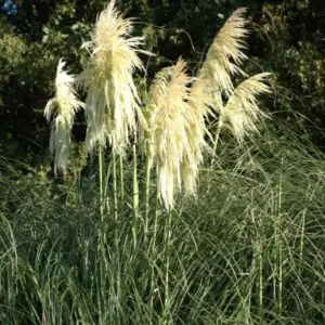 Cortaderia Lime Green Mistral - Pampas Grass
