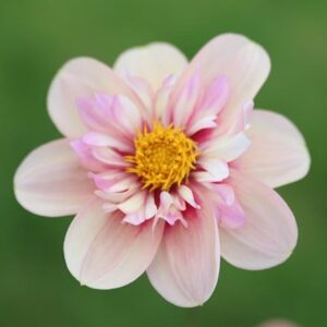 Dahlia Rhubarb and Custard (Sweet Candy Series)