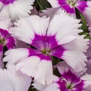 Dianthus Blueberry Parfait - In Bud & Bloom