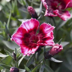 Dianthus Raspberry Parfait - In Bud & Bloom
