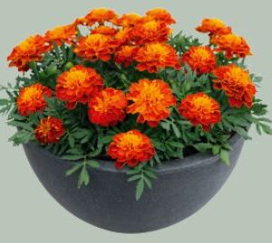 French Marigold - Super Hero Harmony
