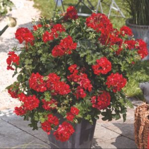 Geranium Trailing Ivy Leaf - Double Bright Red