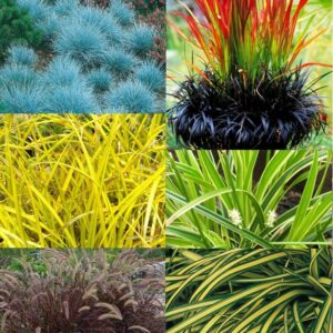 Gorgeous Grass - Pack of TEN Amazing Ornamental Grasses