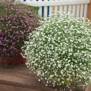 Gypsophila Pink and White