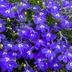 Lobelia Trailing Fountain Dark Blue Sapphire