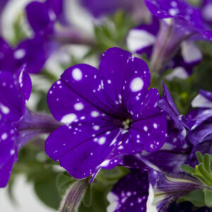 Petunia Nightsky