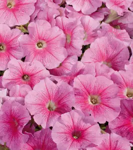 Petunia Strawberry Ice