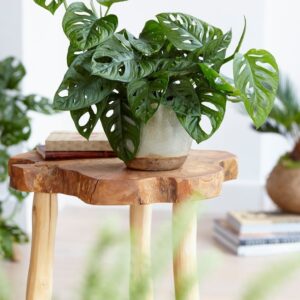 SPECIAL DEAL - Monstera adansonii Monkey Mask - Swiss Cheese Plant