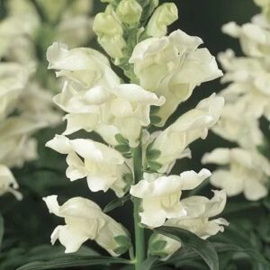 Snapdragon - Antirrhinum Liberty White